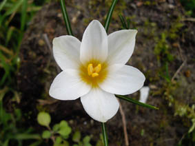 Crocus malyi 'Sveti'